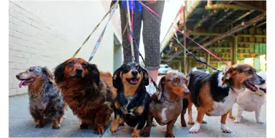 dog walking , View more
