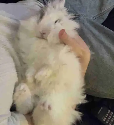 Rabbit for sale, View more