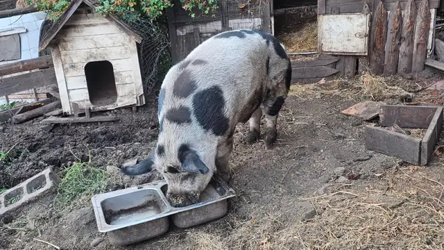 Boar looking for new home in Livestock in Vernon - Image 6