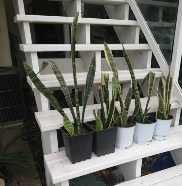 THE PICK UP : CROW FOOT LIBRARY ( NW )  FIVE ORGANIC SNAKE PLANT