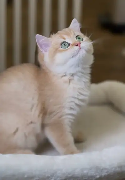 We are a registered home cattery located in London, Ontario, specializing in purebred Golden Chinchi...