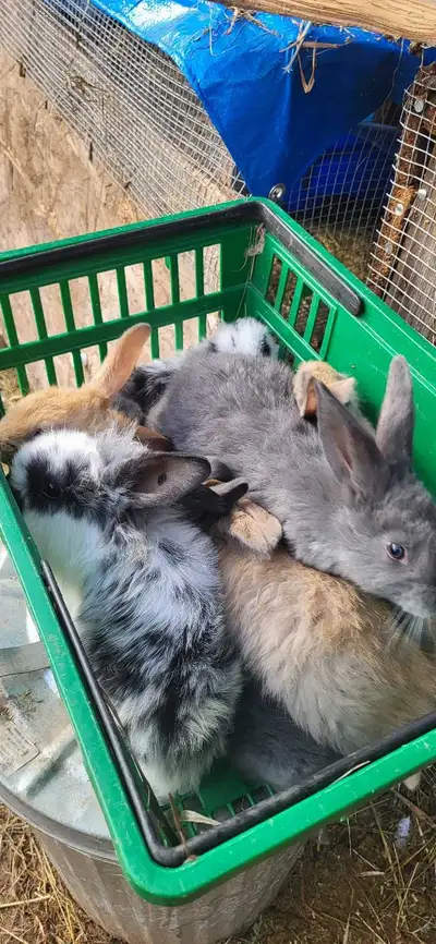 American Blue Rabbits , View more