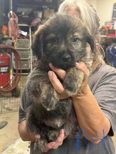 Pure German Shepherd puppies, View more