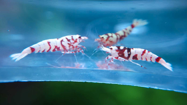 Red galaxy tiger caridina shrimp  in Fish for Rehoming in Vancouver - Image 3
