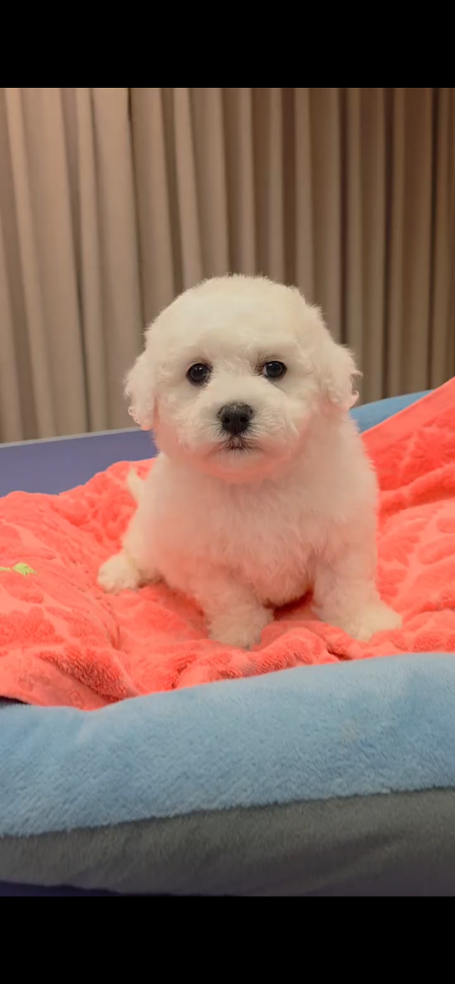 Bichon puppy puppies in Dogs & Puppies for Rehoming in Oshawa / Durham Region - Image 7