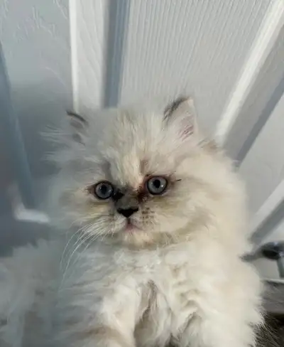 Blue point Persian kitten, View more