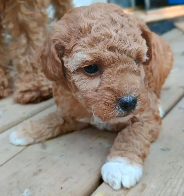 Mini Poodles- Red & Black in Dogs & Puppies for Rehoming in Owen Sound - Image 3