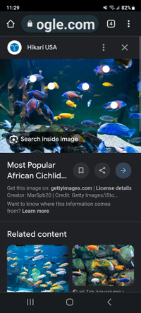Looking for african cichlids 