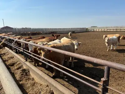 Feedlot Team Worker Wanted!, View more
