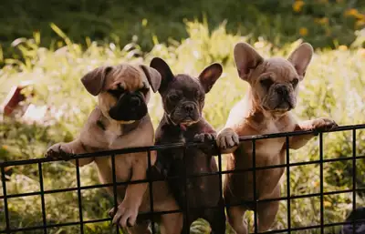 chiots Bulldog français porteur Fluffy, View more