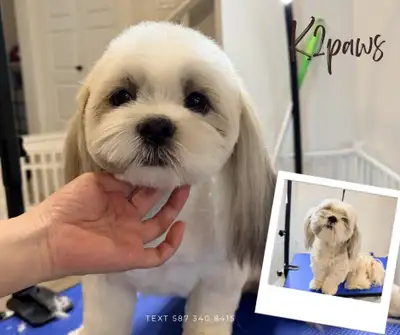 dog grooming , View more