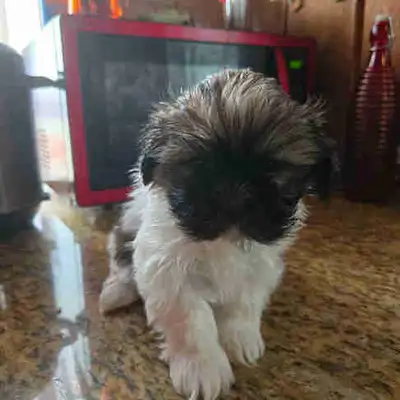 Pure breed shih tzu puppies available I have 4 females ready to go The pups have received vaccines a...