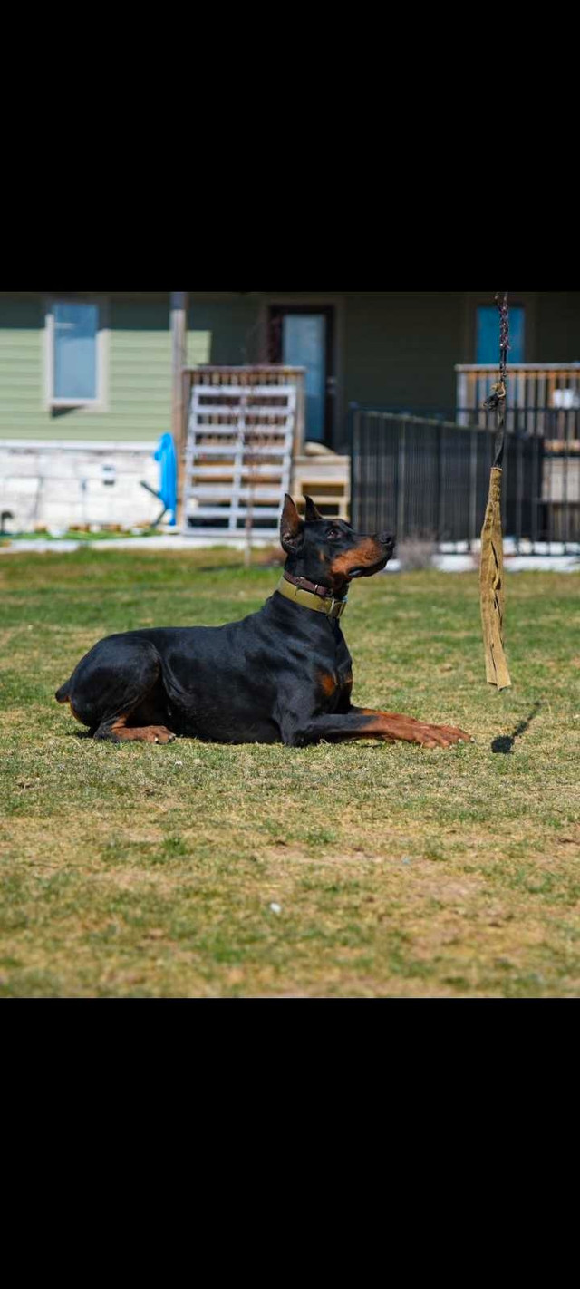 Registered European Doberman puppies  in Dogs & Puppies for Rehoming in Hamilton