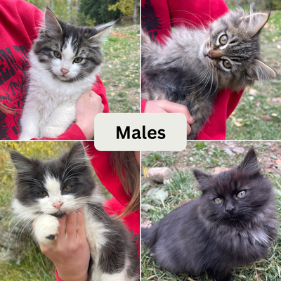 Kittens, great mousers!, View more
