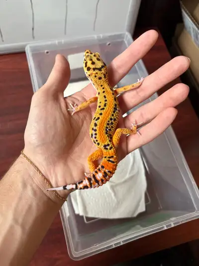 Leopard gecko, View more