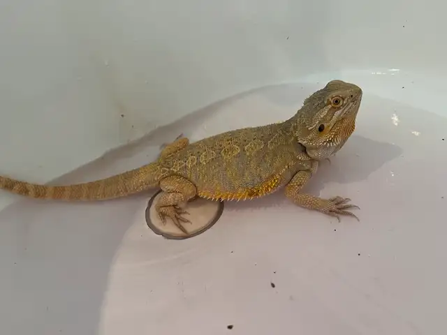 bearded dragon for sale in Reptiles & Amphibians for Rehoming in Bedford - Image 10