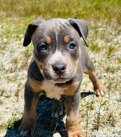 American BullDog, View more