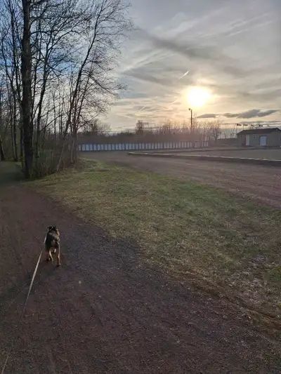 Dog boarding , View more