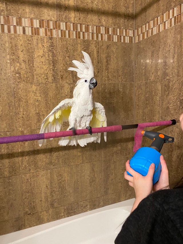 Umbrella Cockatoo For Sale Birds for Rehoming Hamilton Kijiji
