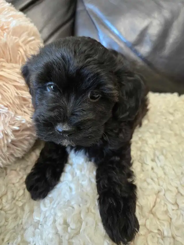Shihtzu poodle puppies in Dogs & Puppies for Rehoming in Winnipeg - Image 6