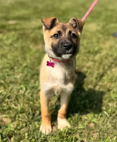 Shepherd mix puppies, View more