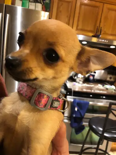 chihuahua puppy.vet checked vaccination records come with.looking for her furever home ❤️