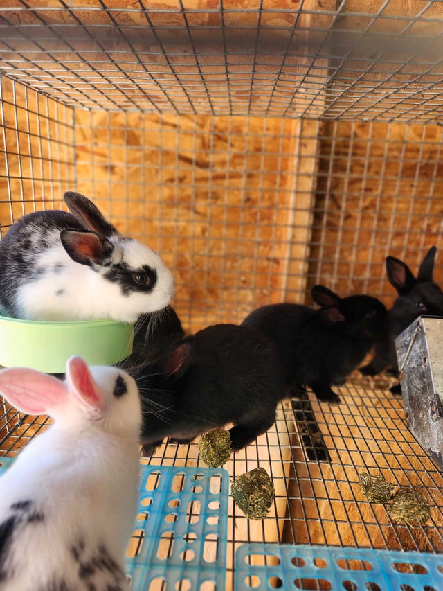 New Zealand/Harlequin Rabbits in Small Animals for Rehoming in North Bay