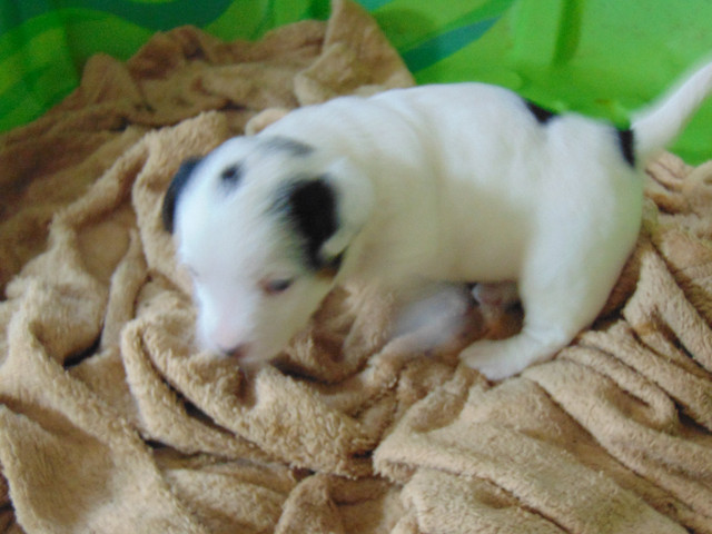 Farm Raised Jack Russell Pups in Dogs & Puppies for Rehoming in Belleville - Image 4