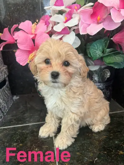 Toy Poodle/Shihpoo , View more