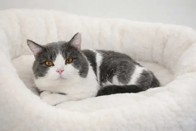 British shorthair cat