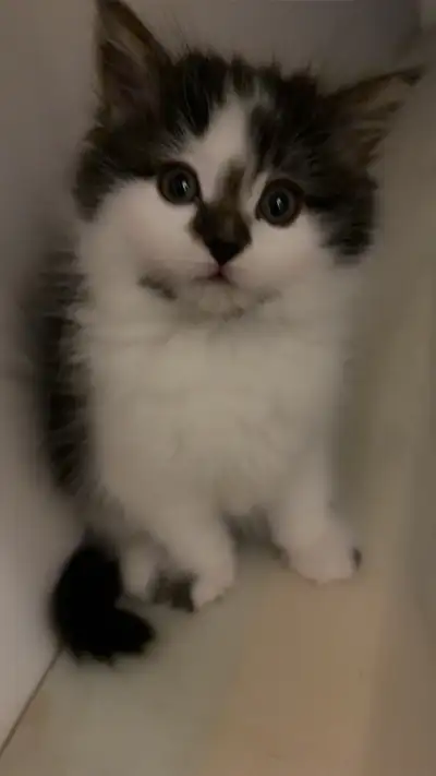beautiful Domestic Longhair, View more