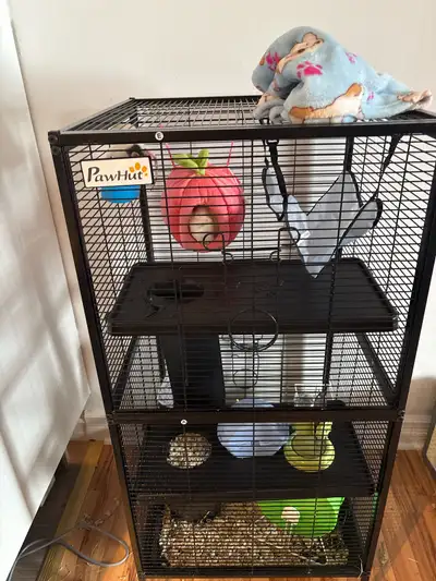 salut je vend mes rat avec cage, View more