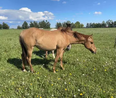 2yo AQHA Filly, View more