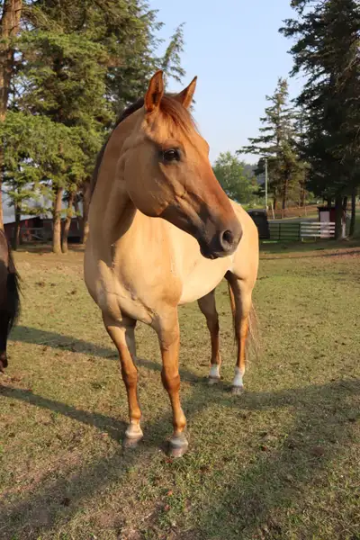9 Year Old Red Dun Gelding, View more