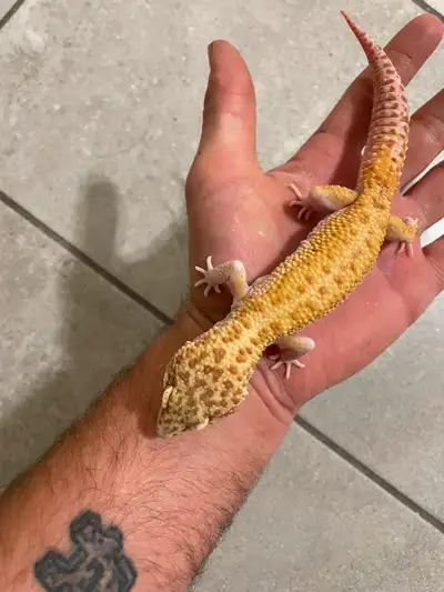 Goblin male $125 picture 1 Giant male picture 2 $100 Other randoms prices from $60-100 I have more n...