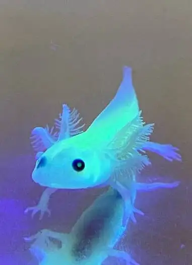 High Quality Stock Baby Axolotl sale = $25 Food ( pellet) = $5 Only 2 left at this price Beautiful L...