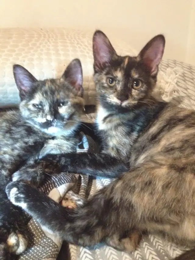 Russian Blue/ Maine Coon kittens. 3 kittens ready to go $40 in Cats & Kittens for Rehoming in Edmonton - Image 4