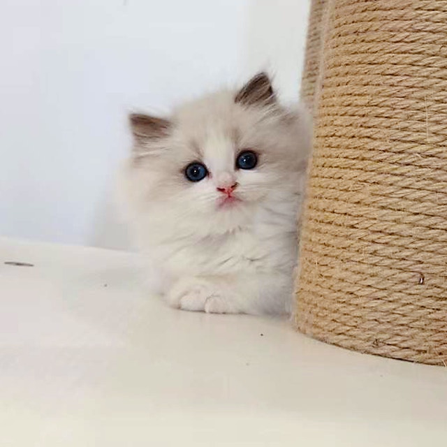 Purebred Seal Bicolor Ragdoll kitten ready to go home Cats & Kittens