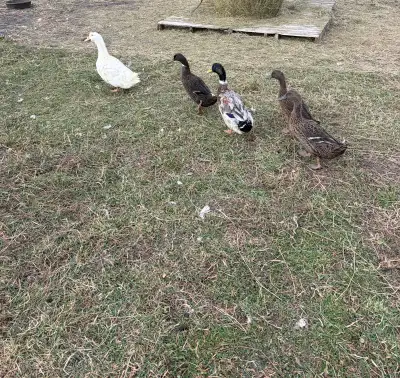 Ducks and Geese, View more