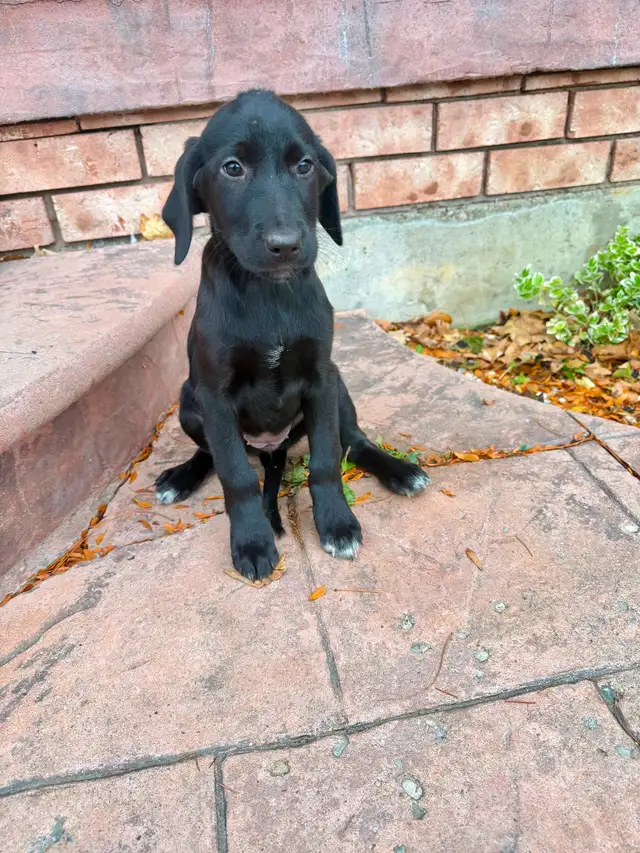 Labrador x Shephard Puppies READY TO GO | Dogs & Puppies for Rehoming ...