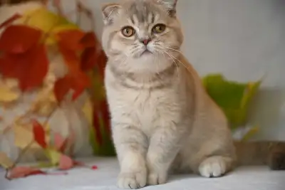 Scottish fold pure race , View more
