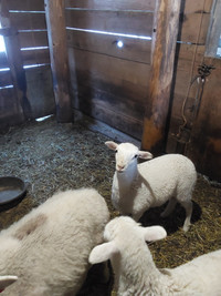 Hair sheep lamb
