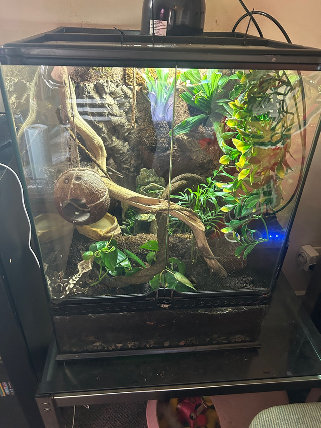 Gecko avec terrarium 24" X 18" et accessoires  in Reptiles & Amphibians for Rehoming in Gatineau - Image 2