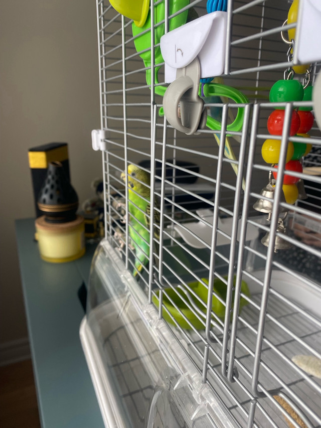 Budgies  in Birds for Rehoming in Ottawa - Image 2