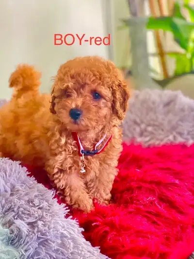 Toy Poodle Cross Puppies ready to go now✅, View more