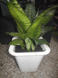 Mother-in-law's Tongue, Snake Plant, Sansevieria species