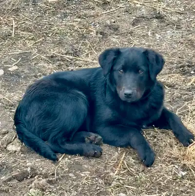 This sweet 5-month-old Labrador/Border Collie mix female puppy . She is an affectionate and playful...