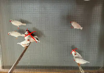 white Zebra Finches (some with a bit of pattern), View more