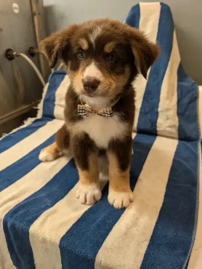 Bouvier Bernois X Husky(Prêt a partir ce weekend), View more