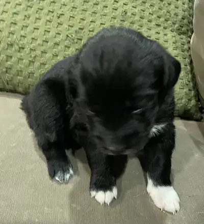 Border Collie Cross Pups, View more